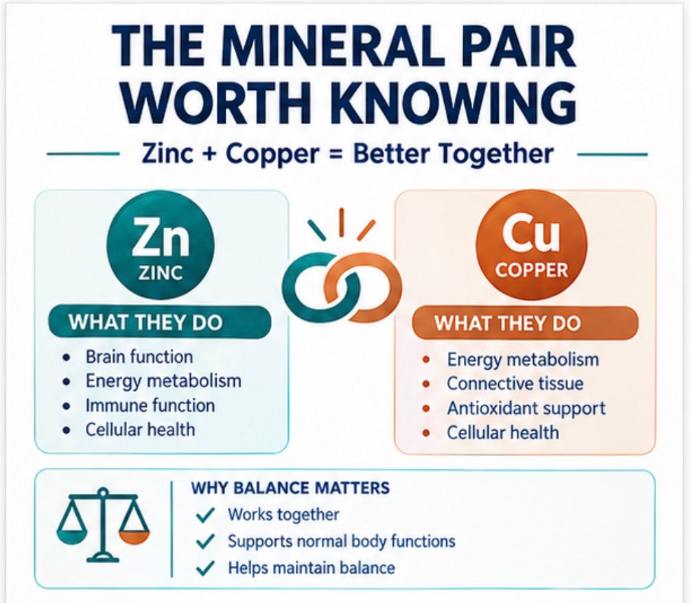 Infographic: what zinc and copper each do and why balance matters